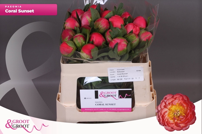 <h4>Paeonia Coral Sunset | Heavy Quality</h4>