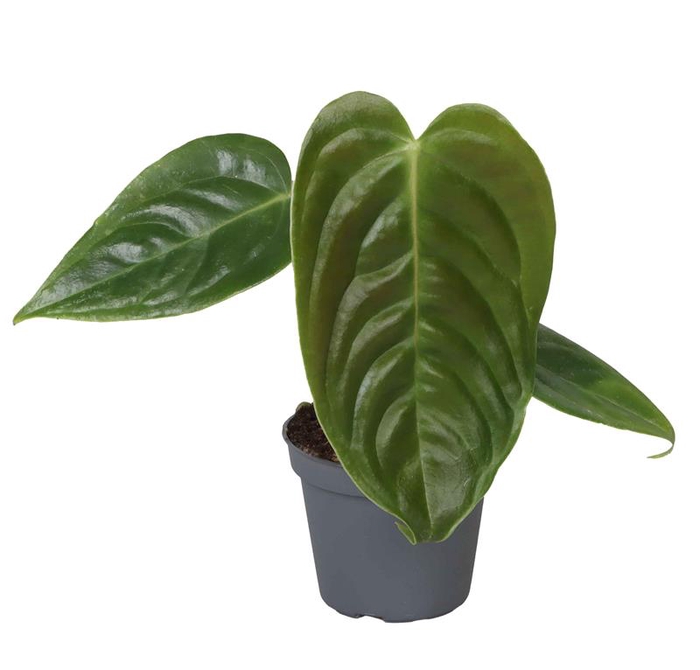 <h4>ANTHURIUM CLARINERVIUM p6</h4>