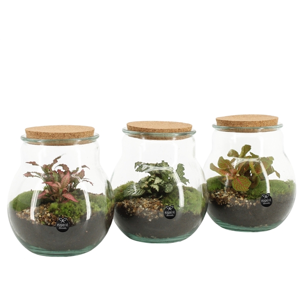 90365: Terrarium arrangement