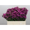 Limonium sinuatum Rosa Sun Birds