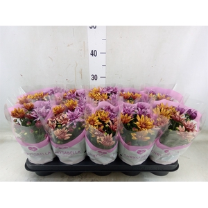 Chrysanthemum  'Artistic Jeff' .mix