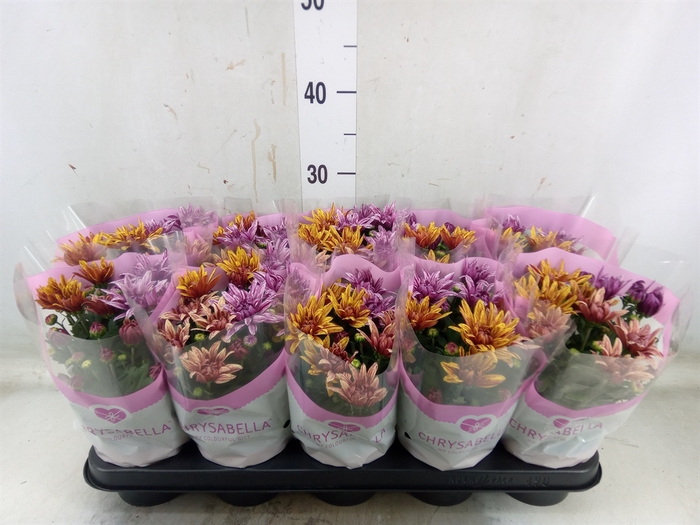 <h4>Chrysanthemum  'Artistic Jeff' .mix</h4>