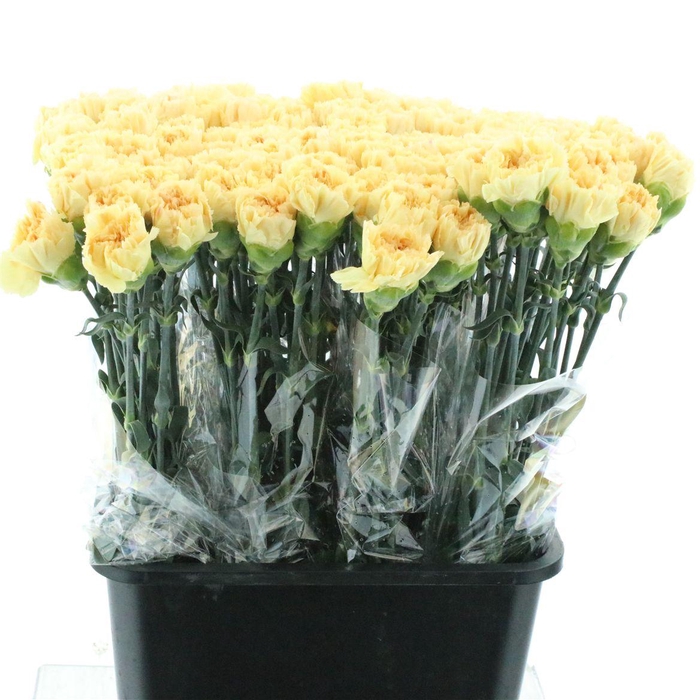 <h4>Di St Reina Gold X 160</h4>