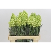 Fritillaria Persica Ivory Bells