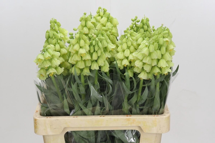 <h4>Fritillaria Persica Ivory Bells</h4>