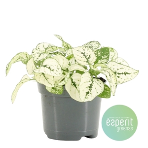 Hypoestes White