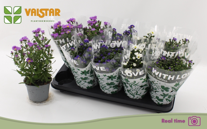 <h4>ASTE STARL GEM</h4>