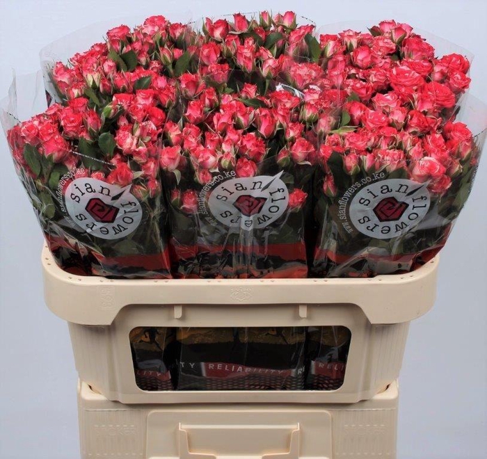 <h4>R TR FIREWORKS</h4>