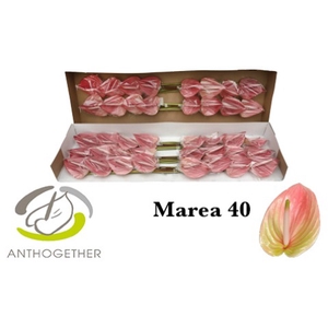 ANTH A MAREA 40 smart pack