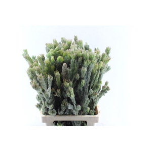Kaaps Adenanthos