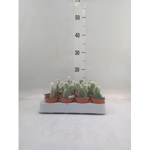 Opuntia microdasys 'Albispina'