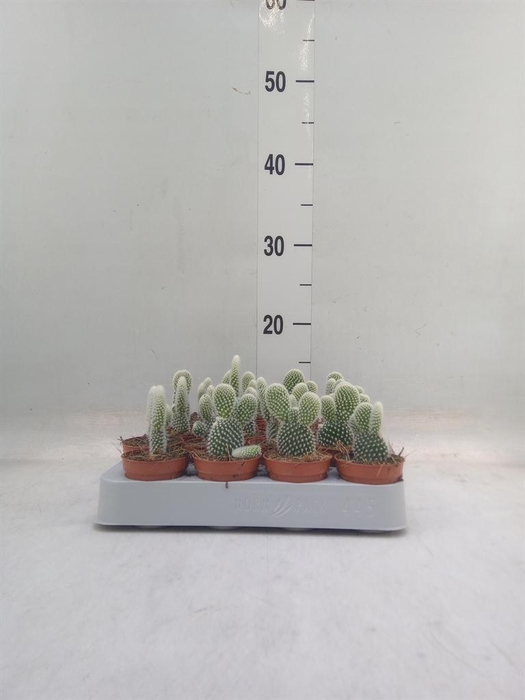 <h4>Opuntia microdasys 'Albispina'</h4>