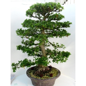 Rhododendron indicum ( 