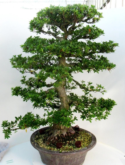 <h4>Rhododendron indicum ( "koka"), pot 51 cm. Height 115 cm. (single item)</h4>
