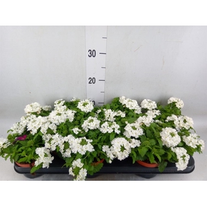 Verbena  'Aztec White Magic'