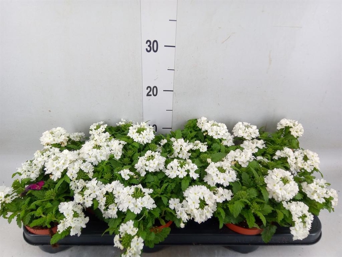 <h4>Verbena  'Aztec White Magic'</h4>