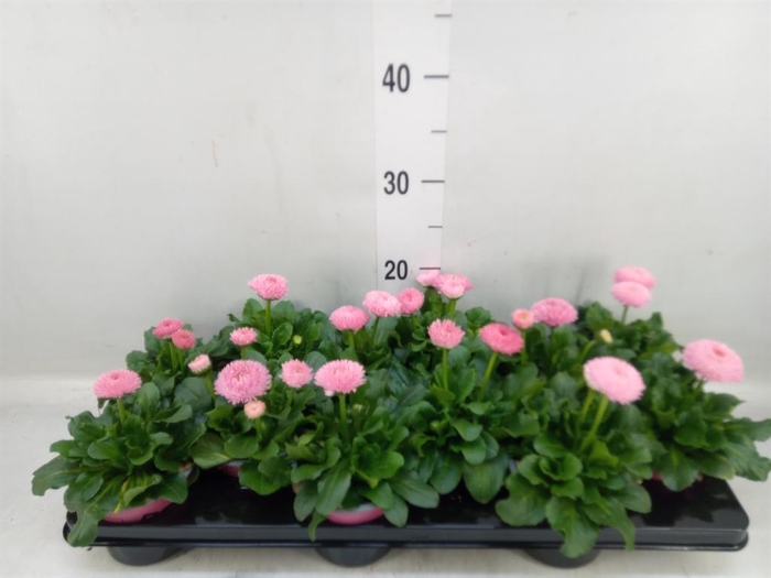 <h4>Bellis perennis 'Roggli Rose'</h4>