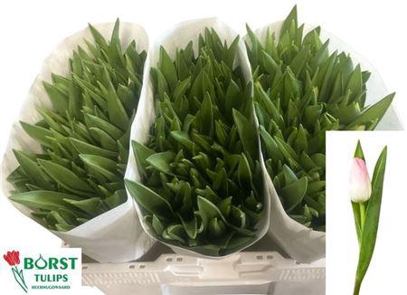 <h4>Tu En Dynasty</h4>