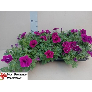 PET DB PURPLE SURFIN