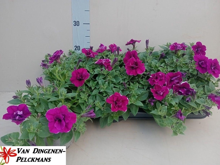 <h4>PET DB PURPLE SURFIN</h4>