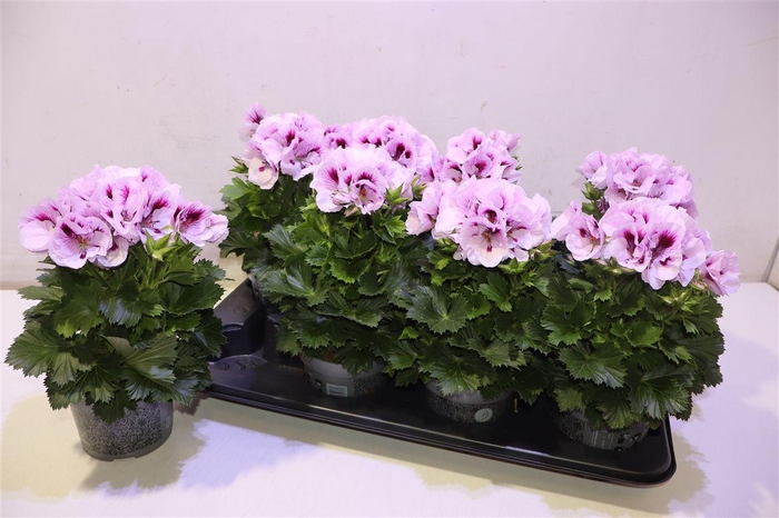 <h4>arr8 Pel Gr Ov Pink</h4>