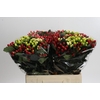 Hypericum Rainbow Romance