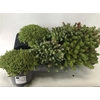 Sedum Ov