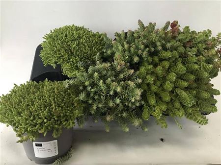 Sedum Ov