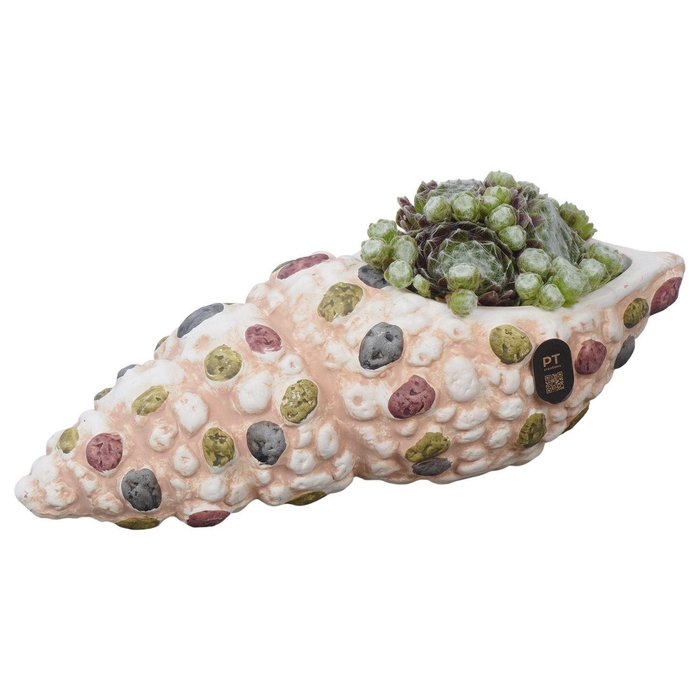<h4>Arr. Sempervivum L%</h4>
