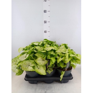 Syngonium  'White Butterfly'