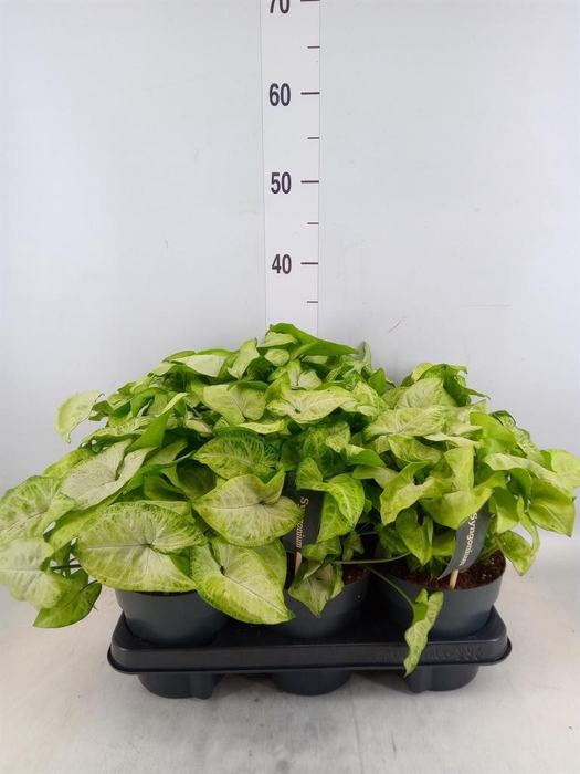 <h4>Syngonium  'White Butterfly'</h4>