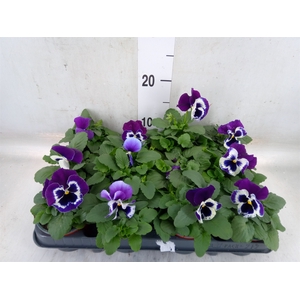 Viola wr. 'Alpha Purple White'