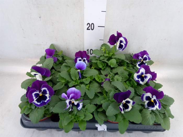 <h4>Viola wr. 'Alpha Purple White'</h4>