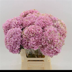 Hydrangea juliette