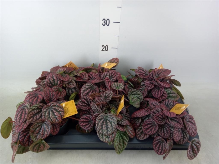<h4>Peperomia</h4>