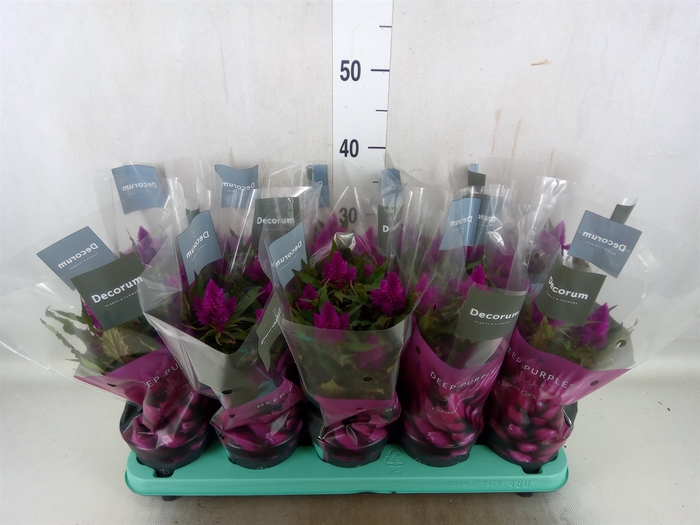 <h4>Celosia arg. SP 'Deep Purple'</h4>