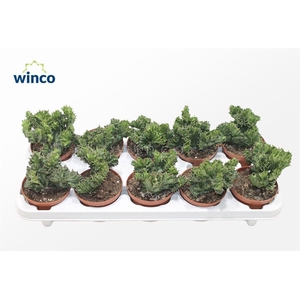 Euphorbia Lactea Cristata