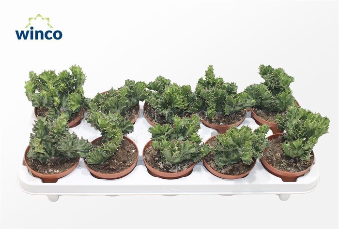 <h4>Euphorbia Lactea Cristata</h4>