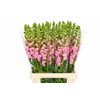 Antirrhinum Potomac Early Pink