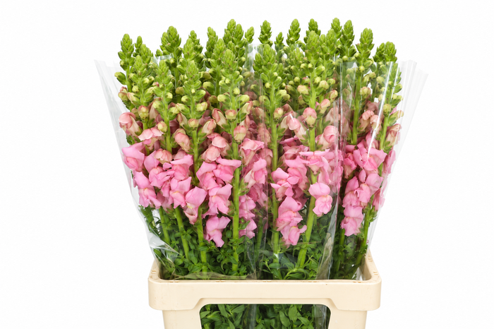 <h4>Antirrhinum Potomac Early Pink</h4>