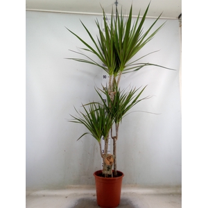 Dracaena marg.