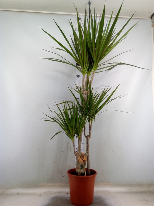 <h4>Dracaena marg.</h4>