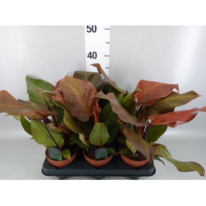 Philodendron   ...