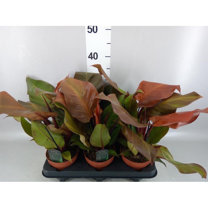 <h4>Philodendron   ...</h4>