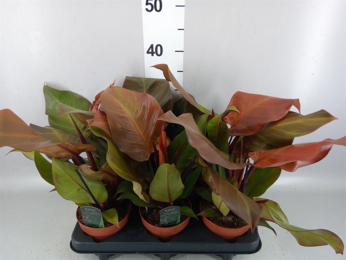 <h4>Philodendron   ...</h4>