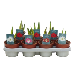 Hippeastrum Regular mix 2 knop