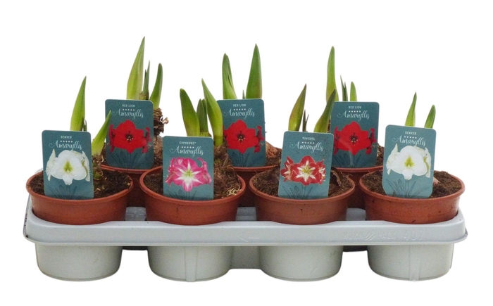 <h4>Hippeastrum Regular mix 2 knop</h4>