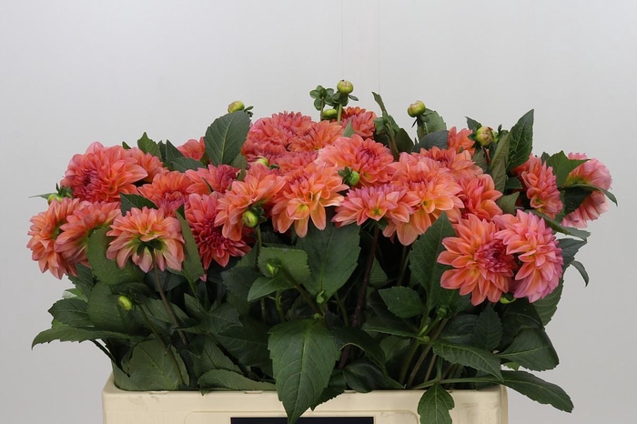 <h4>Dahlia Sebastian</h4>