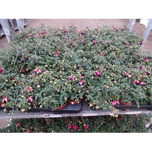 FUCHSIA OV