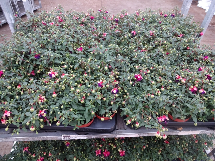 <h4>FUCHSIA OV</h4>